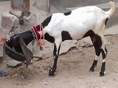 bakri