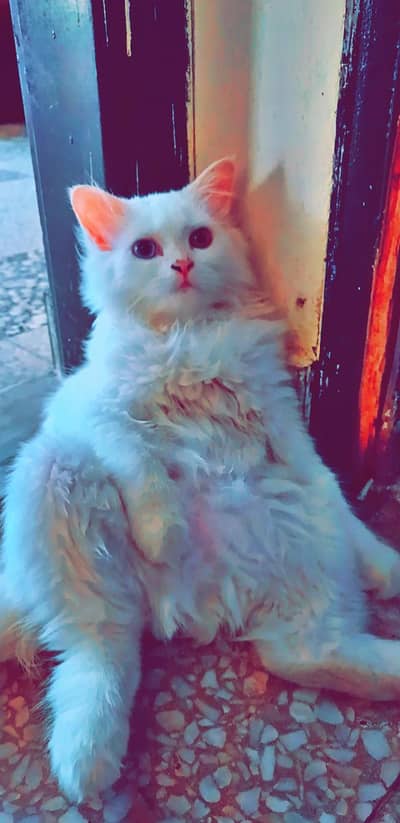 Persian Kittens & Cats For Adoption