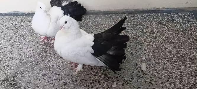 black tail english fantail breeder pair