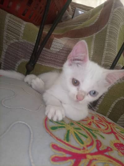 percian female kitten