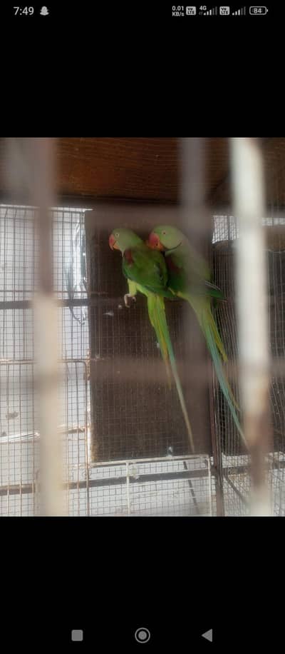 jumbo size Kashmiri breeder