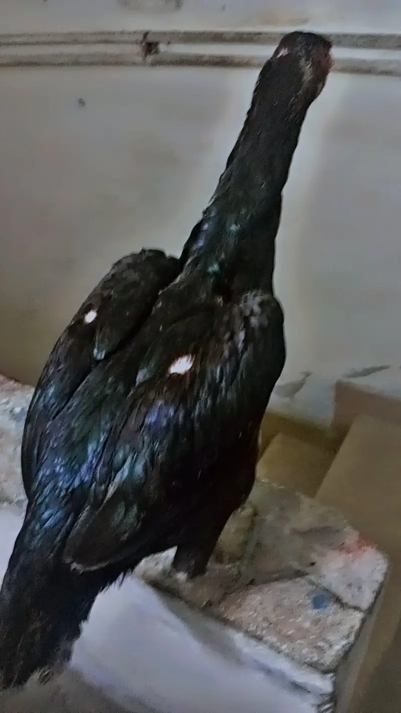 Thai Aseel / Dragon Aseel — photo 3