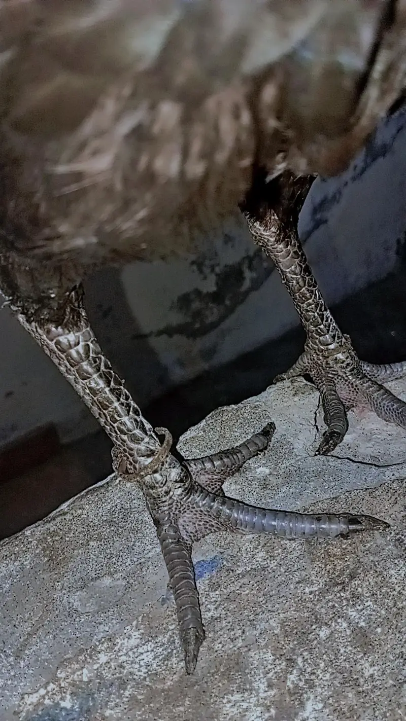 Thai Aseel / Dragon Aseel — photo 4