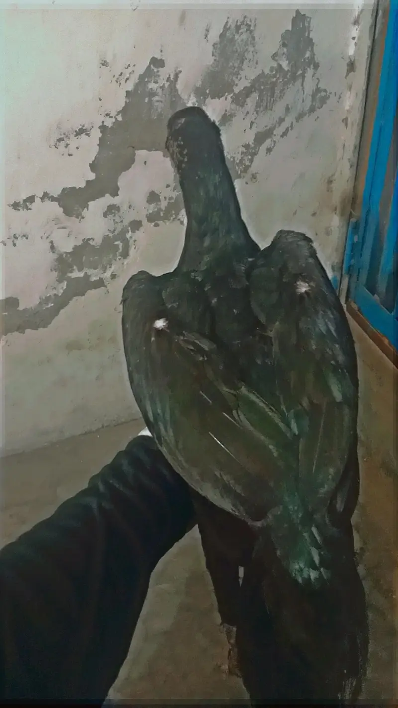 Thai Aseel / Dragon Aseel — photo 5