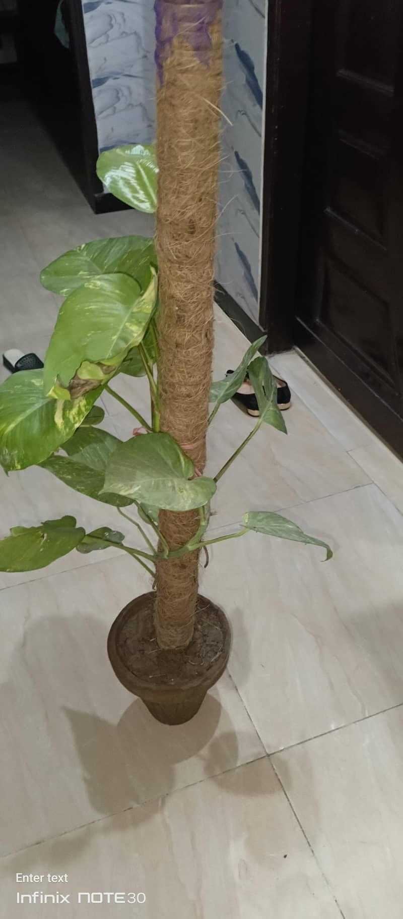 Plant 0