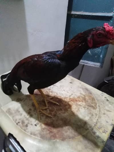 sindhi aseel patha