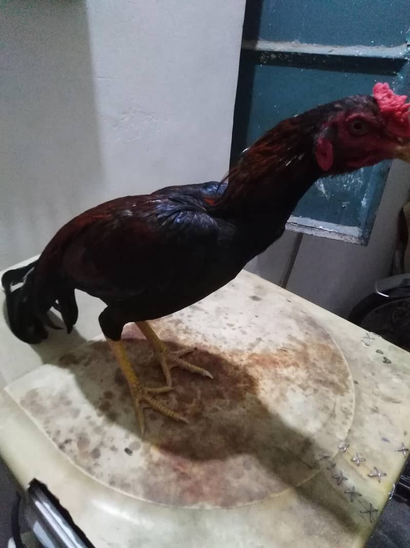 sindhi aseel patha 0