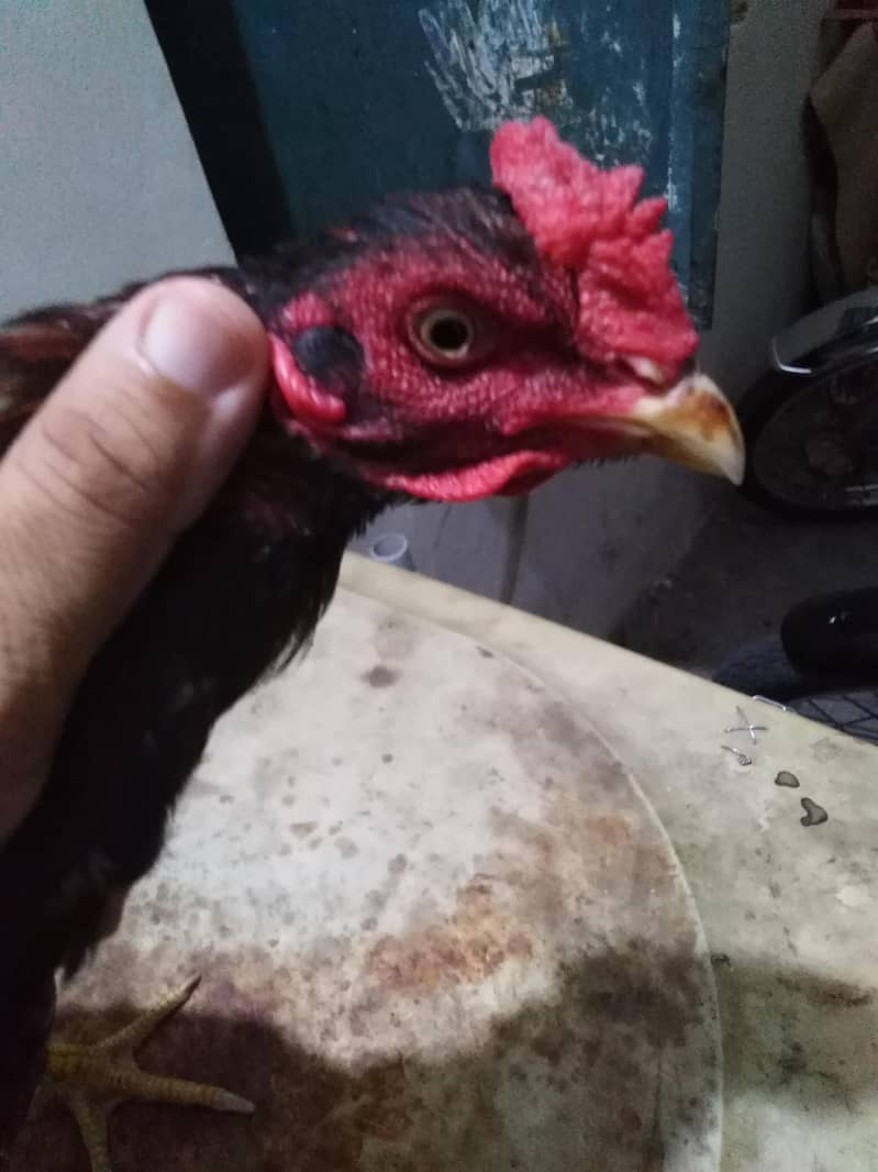sindhi aseel patha 1