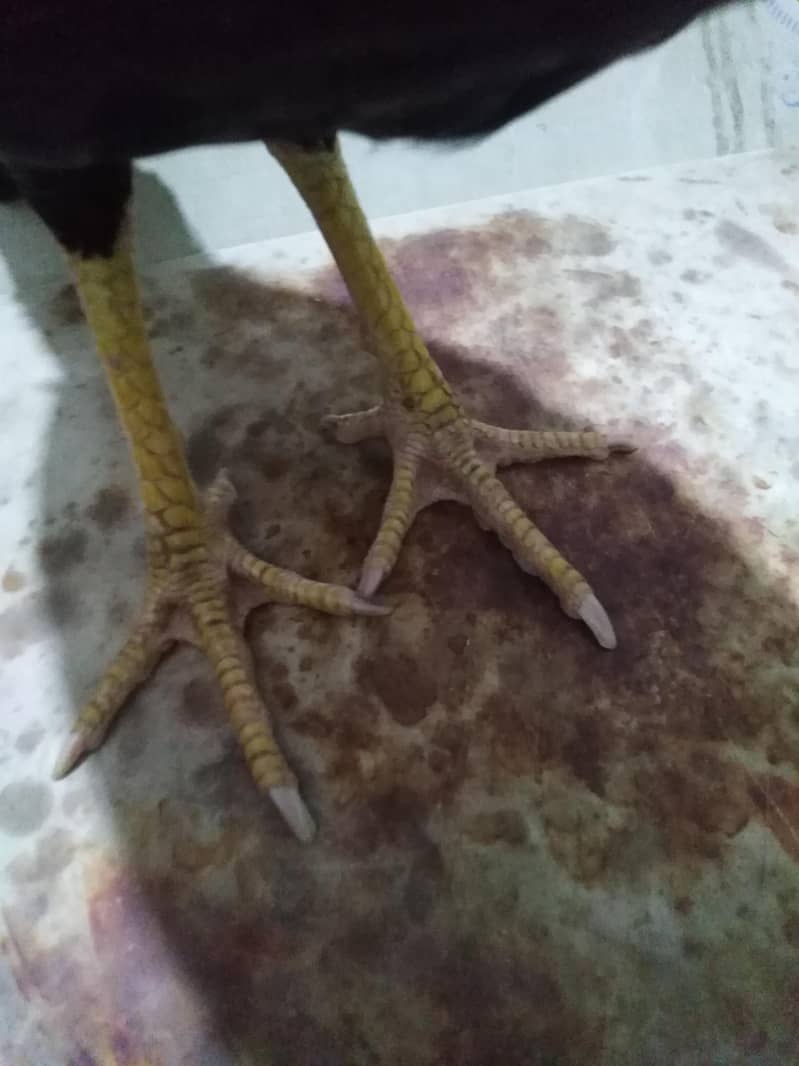 sindhi aseel patha 3
