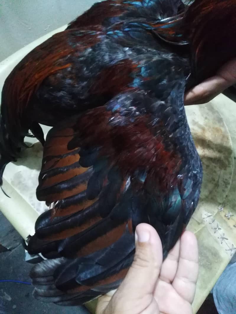 sindhi aseel patha 4