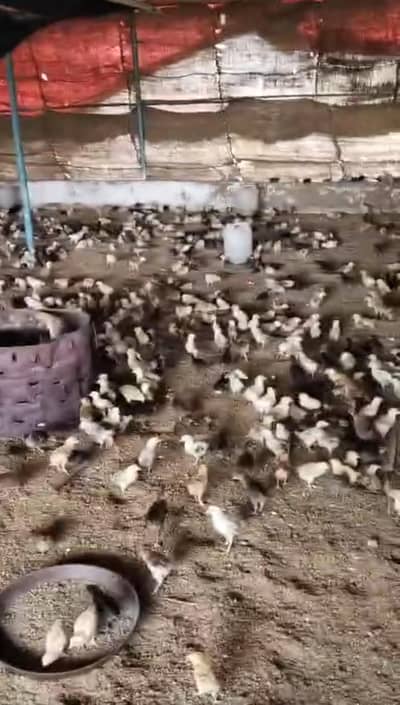 Golden Misri Chicks | Day Old Chicks | Golden chuzy  | misri chicks