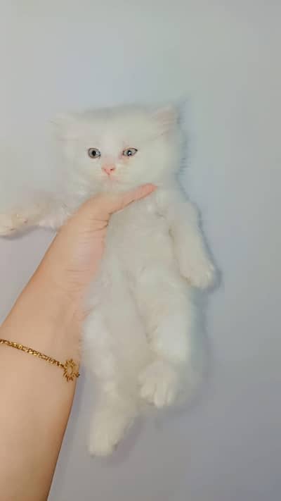 Persian Kitten/Doll Face persian kitten and cat