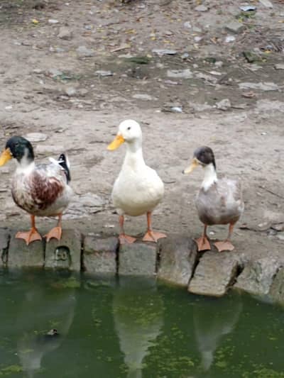 Ducks for sale 1,300 per unit (slightly negotiable)