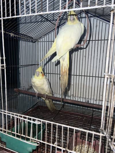 COCKATIEL pair for sale