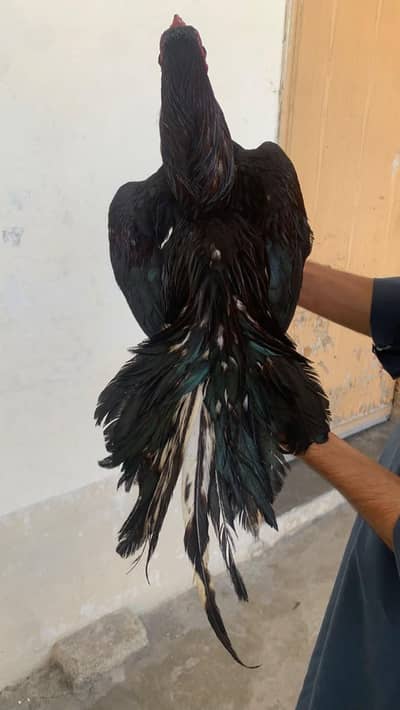 Aseel Single Pcs or pairs or Chicks Available
