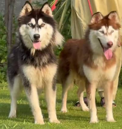 Siberian Husky Male And Female Age 10 Month For Sale