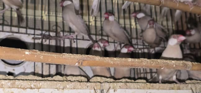 Fawn Finches Available for sale