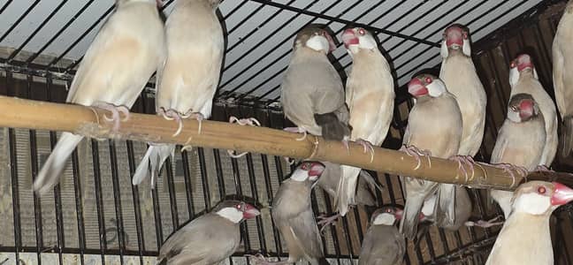 Fawn Finches Available for sale