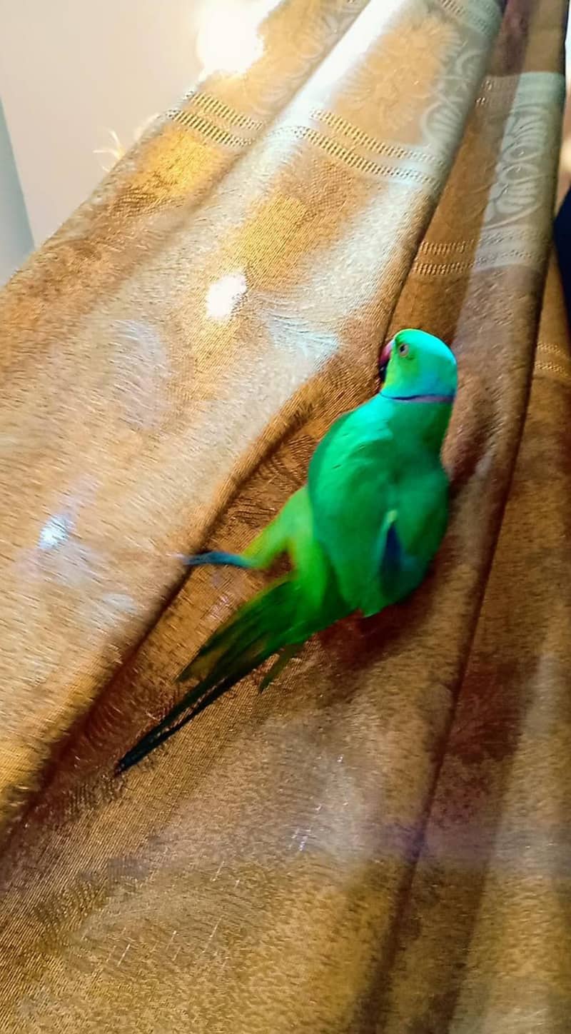 parrot 1