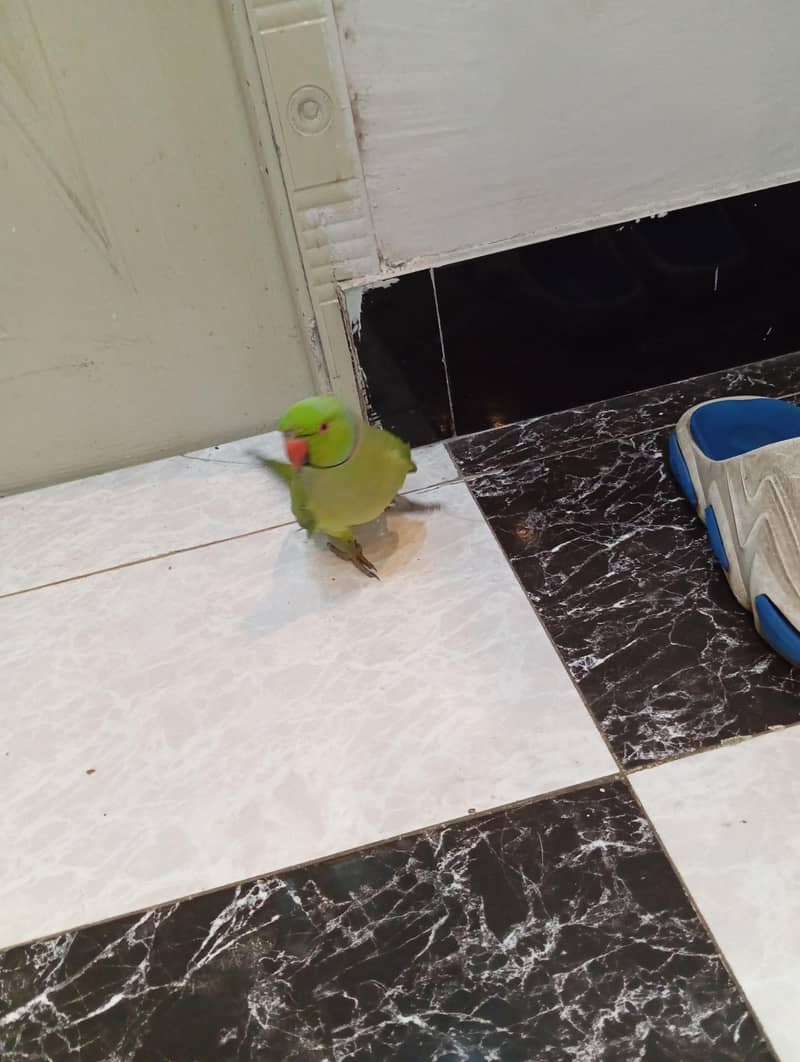 parrot 3
