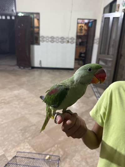 kashmiri raw parrot