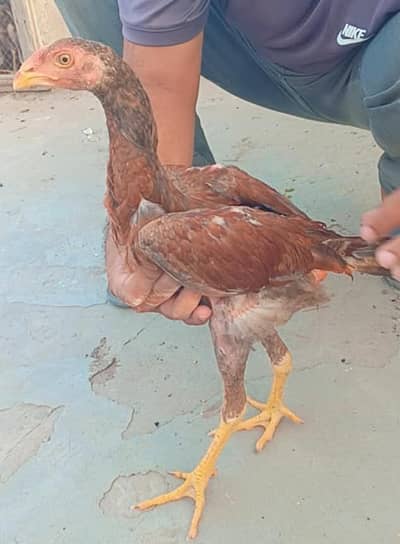 Aseel chicks for sale