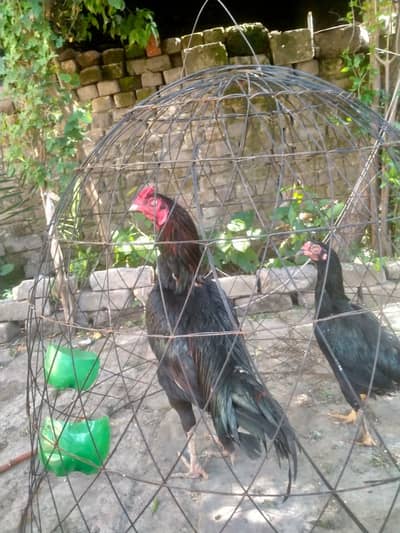 Pure mianwali aseel
