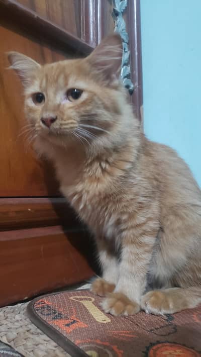 female cat for urgent sale!