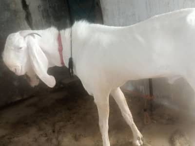 PURE RAJANPURI BREEDER BAKRA