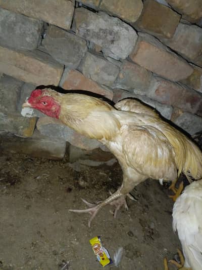 aseel heera pair
