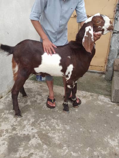 Bakra for sale