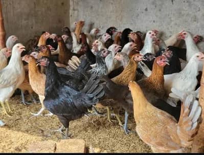 golden Misri Chicken
