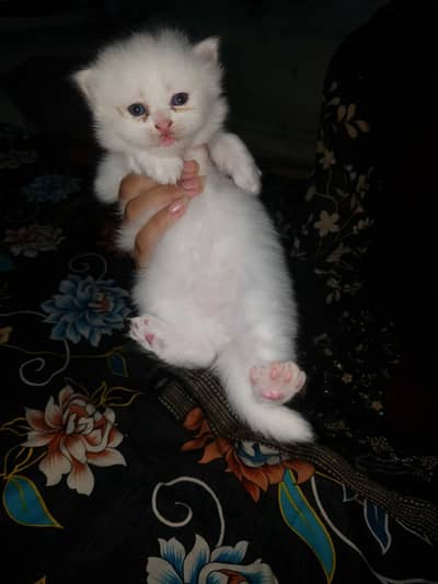 Kittens