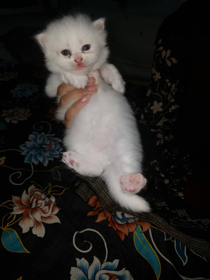 Kittens 0