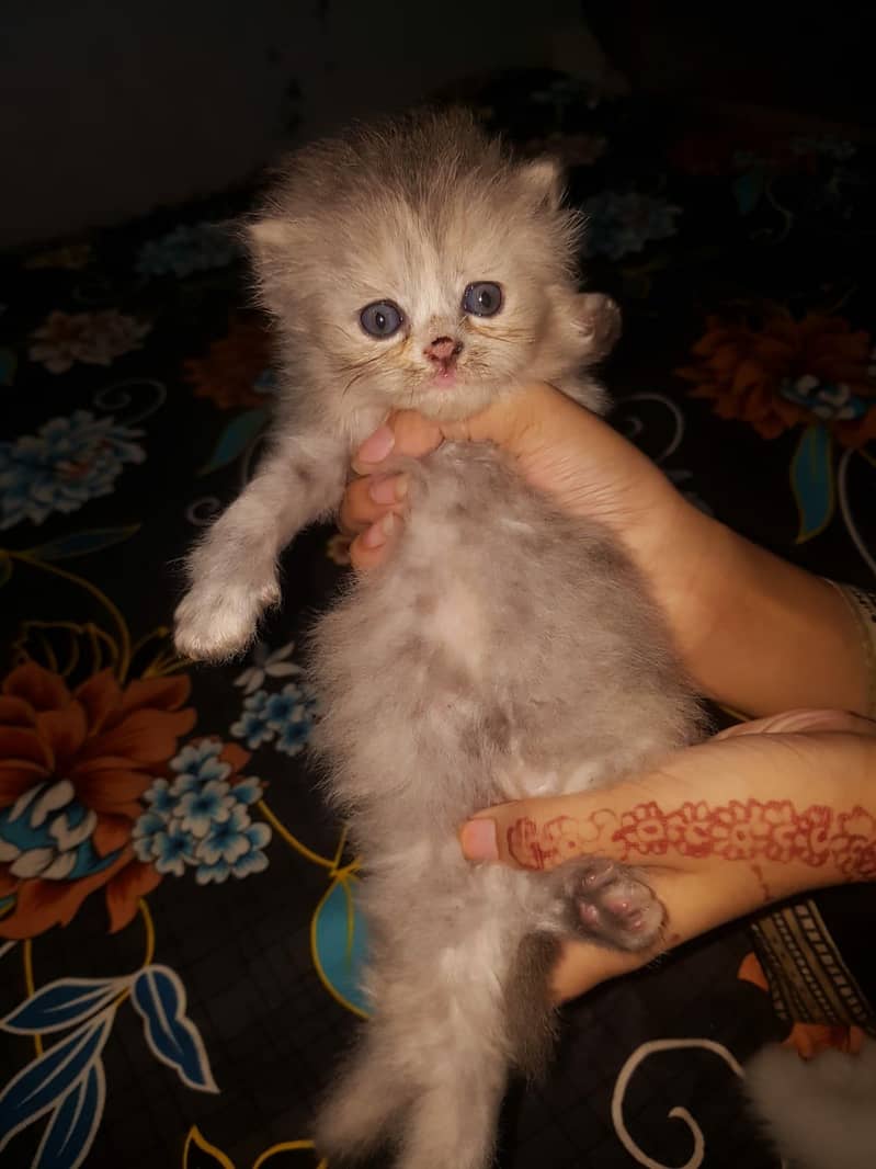 Kittens 1