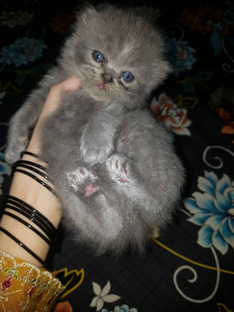 Kittens 2