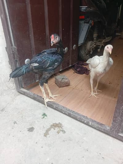 Aseel  breeder | ghar ka pala hua