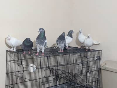 kabli kalsirybest flyer pigeon