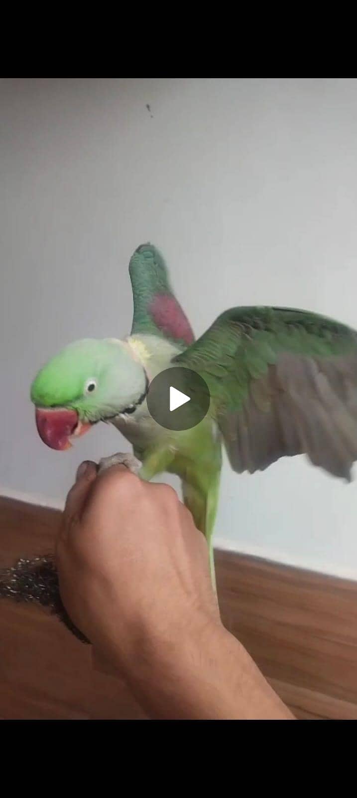raw parrot 0