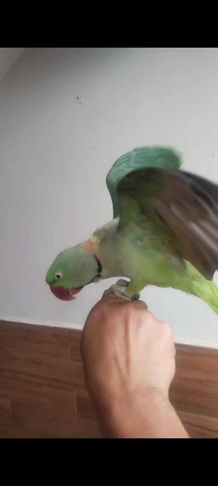 raw parrot 1