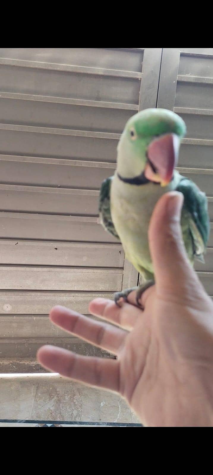 raw parrot 2