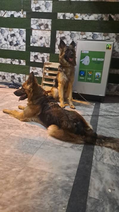 German shepherd black and tan