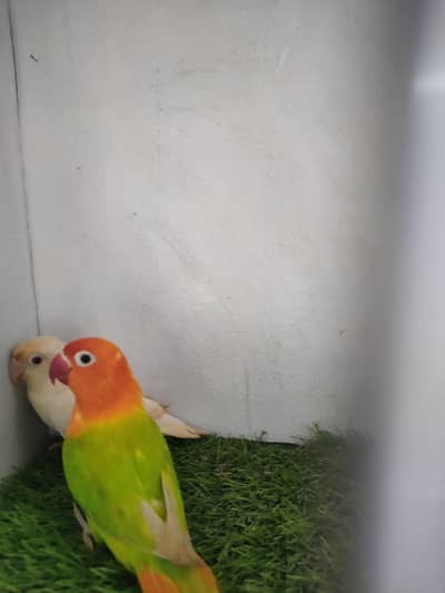 green opaline possible pale fellow,  lutino opaline