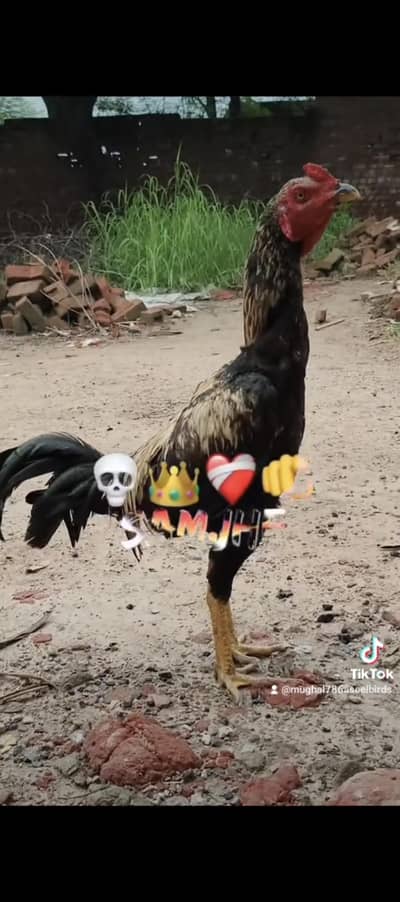 Burmi + Thai high quality bird h