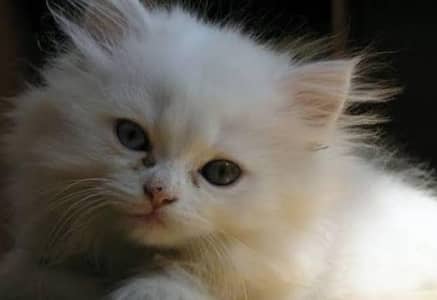 Persian cat punch face