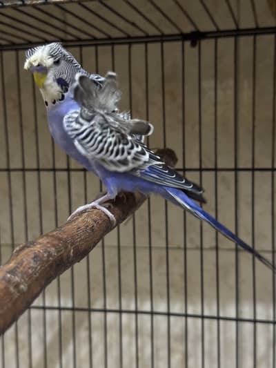 Hogoromo budgie