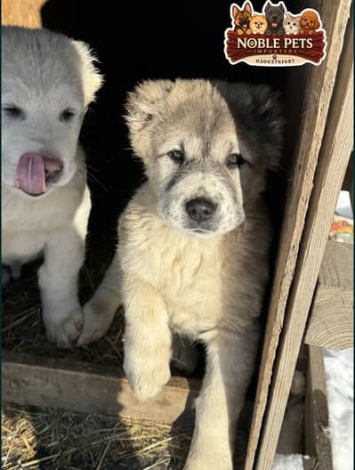 CAUCASIAN SHEPHERD/KAFKAS PEDIGREED PUPPIES AVAILABLE FOR IMPORT