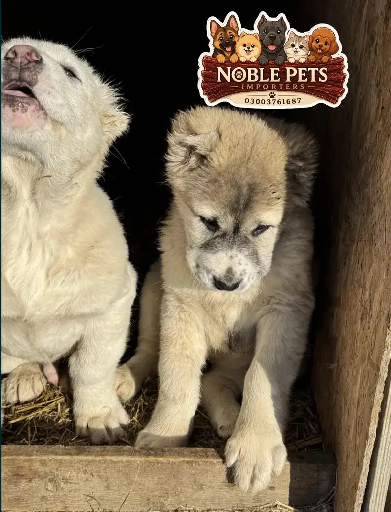 CAUCASIAN SHEPHERD/KAFKAS PEDIGREED PUPPIES AVAILABLE FOR IMPORT — photo 2