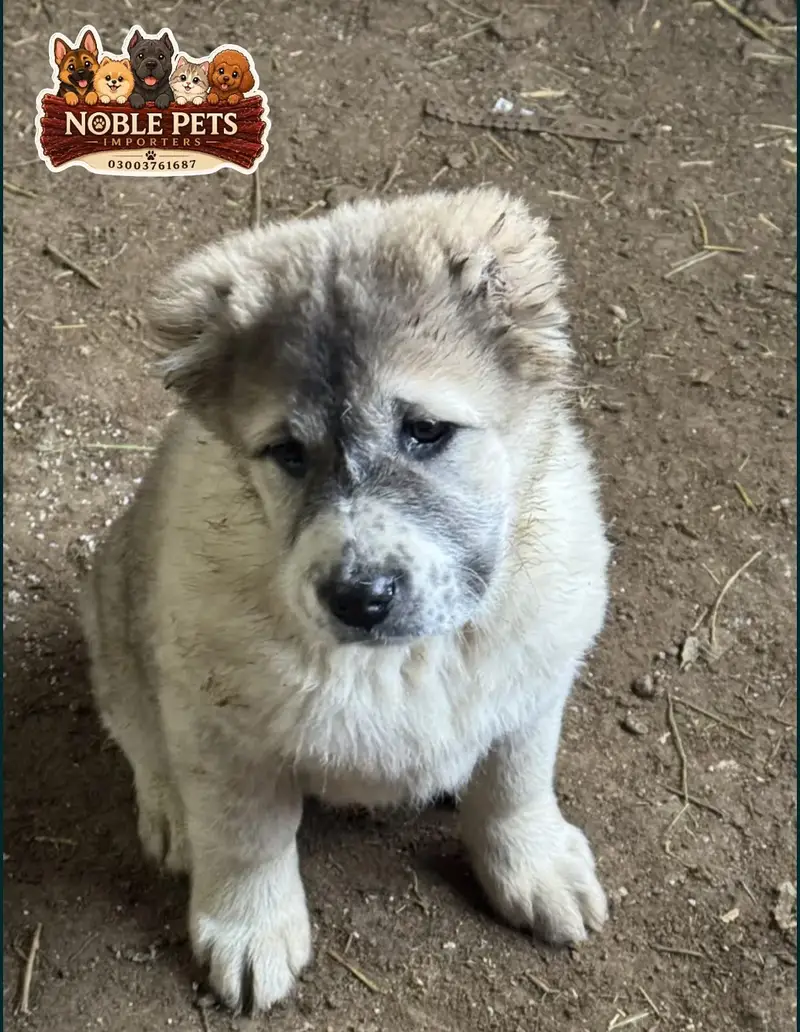 CAUCASIAN SHEPHERD/KAFKAS PEDIGREED PUPPIES AVAILABLE FOR IMPORT — photo 3