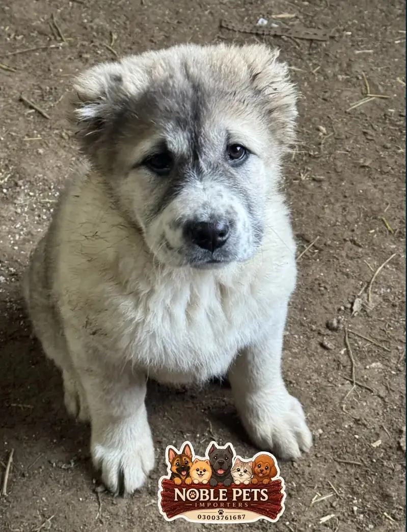 CAUCASIAN SHEPHERD/KAFKAS PEDIGREED PUPPIES AVAILABLE FOR IMPORT — photo 4